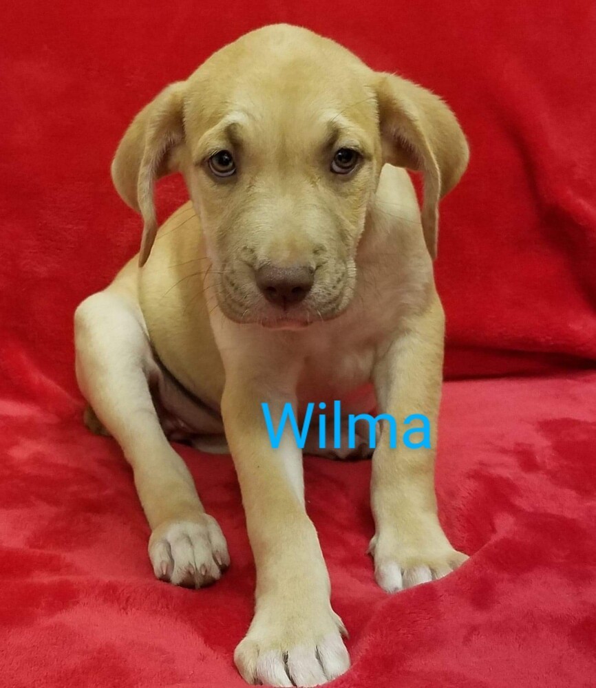 Wilma