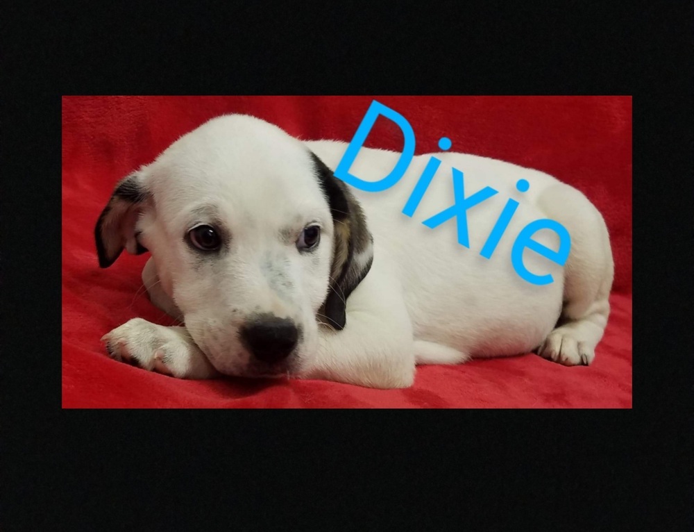 Dixie