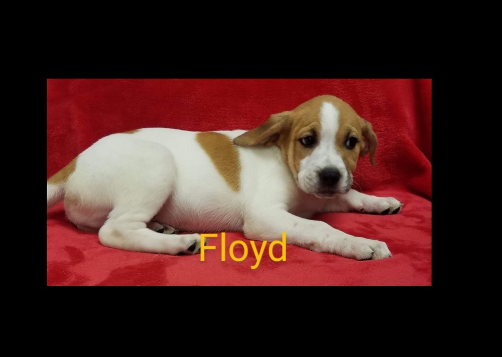 Floyd