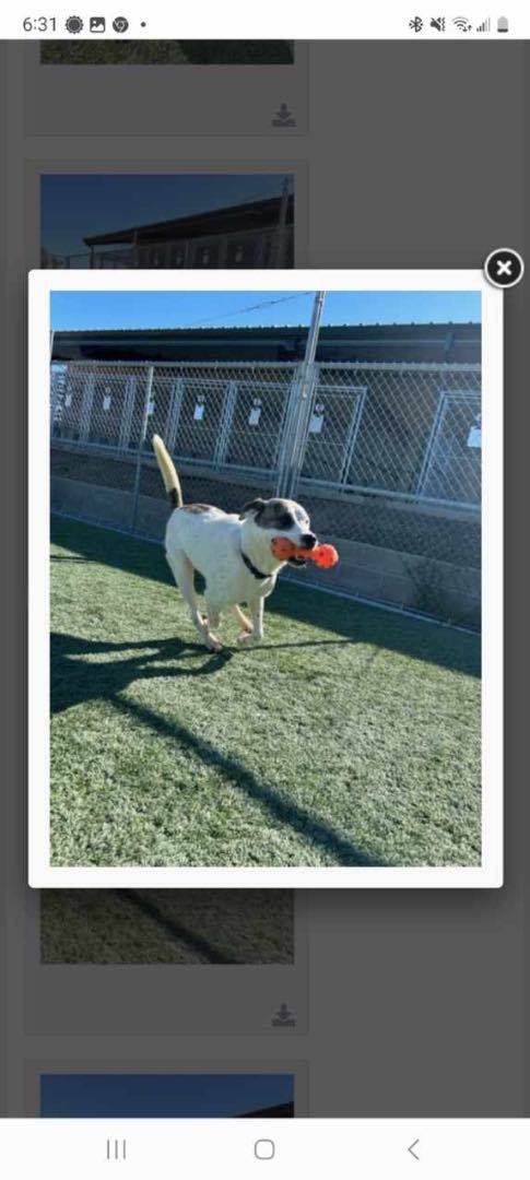 Nico , an adoptable American Bulldog, Pit Bull Terrier in Pittsburg, CA, 94565 | Photo Image 4