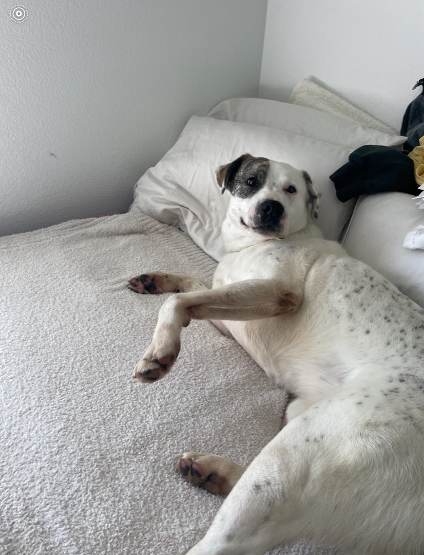 Nico , an adoptable American Bulldog, Pit Bull Terrier in Pittsburg, CA, 94565 | Photo Image 6