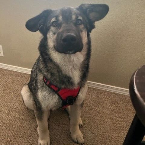 Sadie, an adoptable Husky in Ephrata, WA, 98823 | Photo Image 2