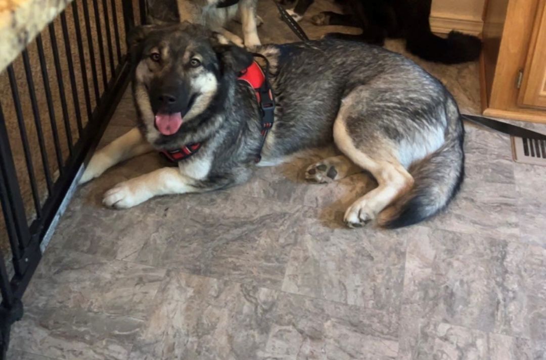 Sadie, an adoptable Husky in Ephrata, WA, 98823 | Photo Image 3