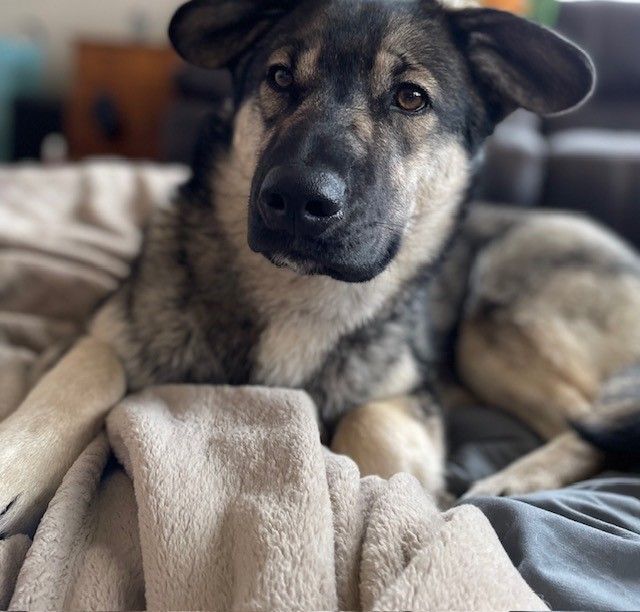 Sadie, an adoptable Husky in Ephrata, WA, 98823 | Photo Image 1