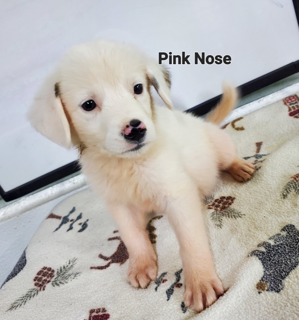 Pink Nose