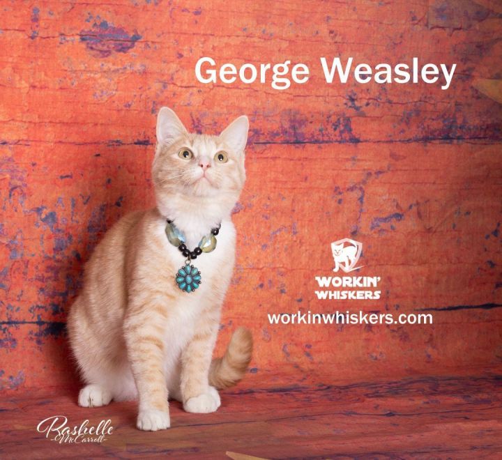 GEORGE WEASLEY, an adoptable Domestic Short Hair & Tabby Mix in Palm Desert, CA_image-1