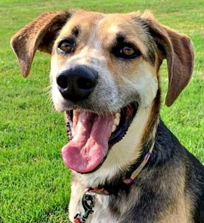 Abby - (Adoption Sponsored), an adoptable Hound, Border Collie in Emmett, ID, 83617 | Photo Image 1