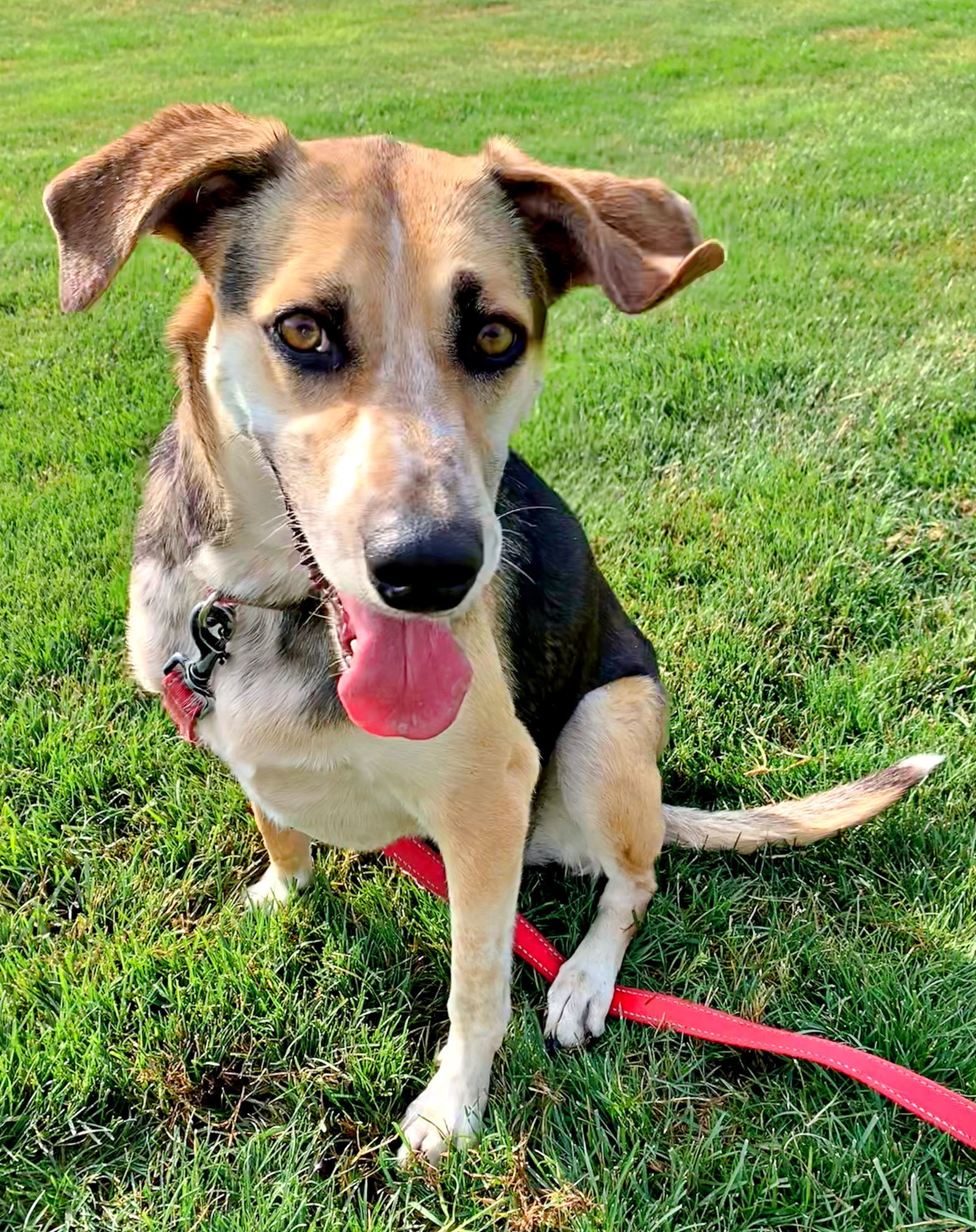 Abby - (Adoption Sponsored), an adoptable Hound, Border Collie in Emmett, ID, 83617 | Photo Image 2