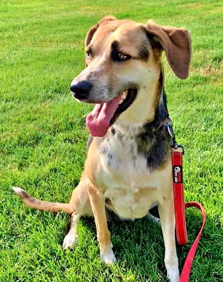 Abby - (Adoption Sponsored), an adoptable Hound, Border Collie in Emmett, ID, 83617 | Photo Image 3