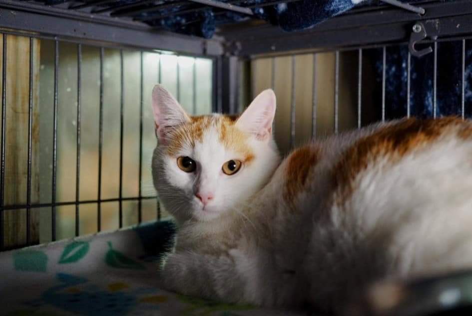 Clementine , an adoptable Domestic Short Hair in Cosby, TN, 37722 | Photo Image 1