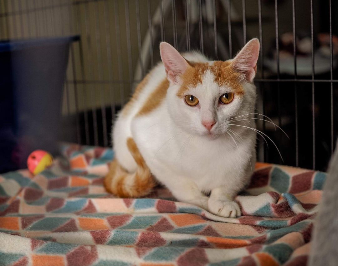 Clementine , an adoptable Domestic Short Hair in Cosby, TN, 37722 | Photo Image 3