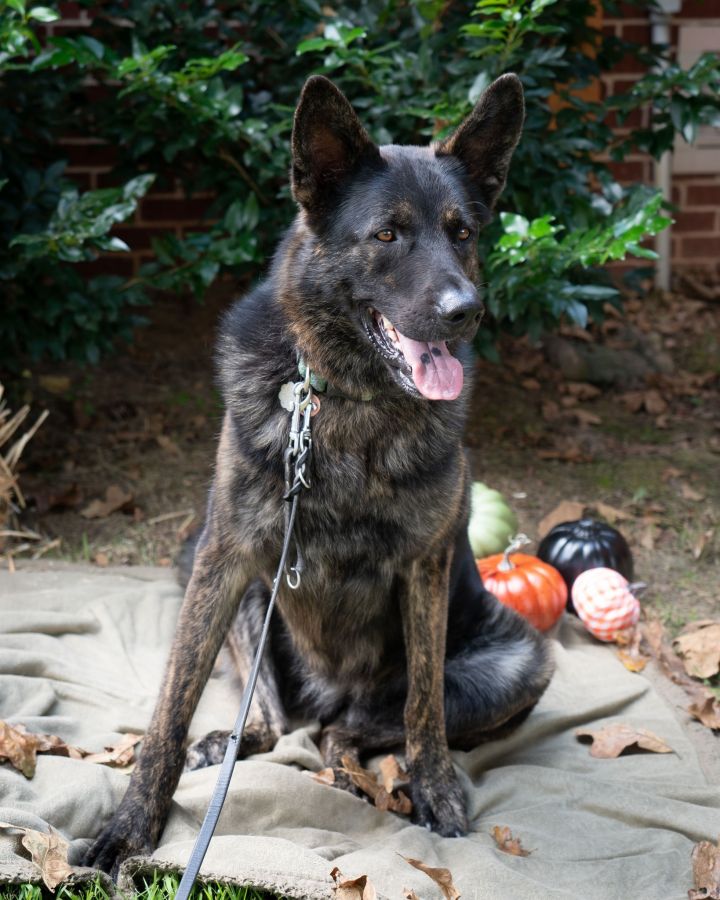 Shelbee, an adoptable German Shepherd Dog Mix in Cumming, GA_image-4