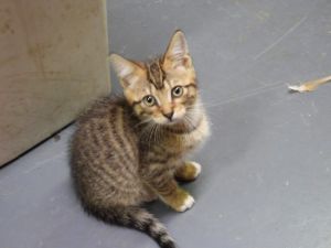 Cat For Adoption Beau Thor And Gracie A Domestic Short Hair Tabby Mix In Providence Forge Va Petfinder