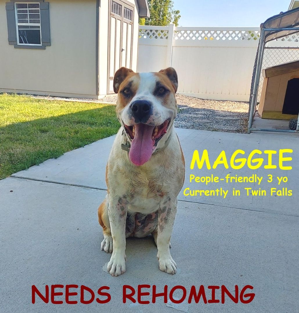 MAGGIE