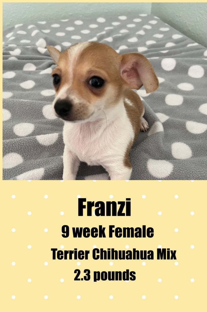 FRANZI - 9 WEEK TERRIER CHIHUAHUA FEMALE @ PETCO, 5011 EAST RAY ROAD, PHOENIX 85044 ON SATURDAY, JULY 16, FROM 11 - 2 PM