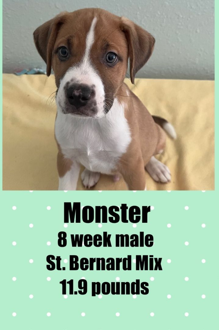 MONSTER - 9 WEEK ST. BERNARD MIX MALE @ PETCO, 5011 EAST RAY ROAD, PHOENIX 85044 ON SATURDAY, JULY 16, FROM 11 - 2 PM