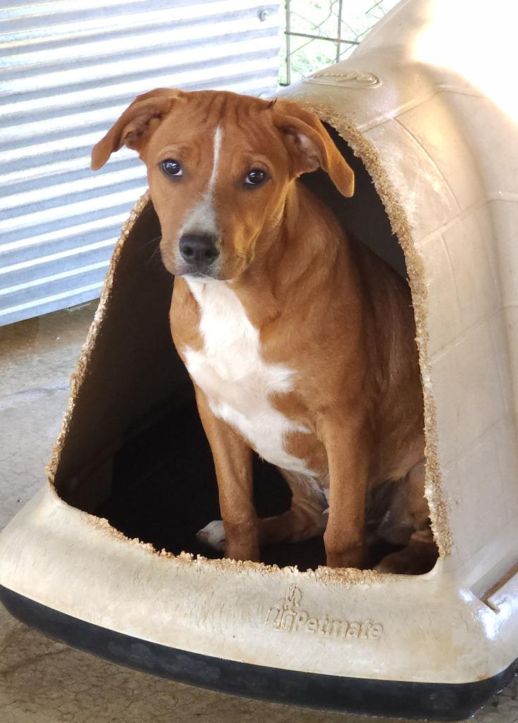 Marshall, an adoptable Terrier in Ruston, LA, 71270 | Photo Image 1