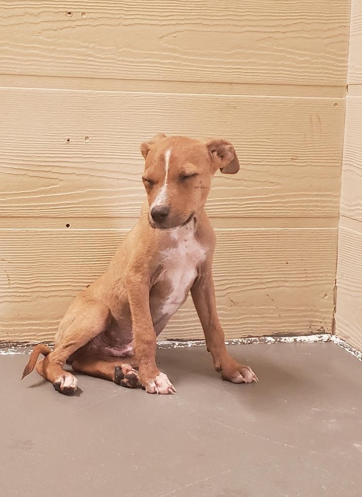 Marshall, an adoptable Terrier in Ruston, LA, 71270 | Photo Image 2