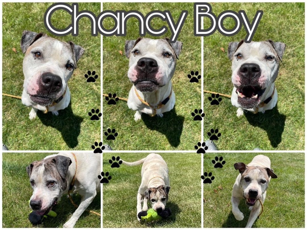 CHANCY BOY