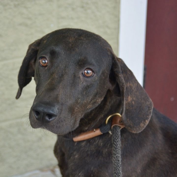 tuscaloosa animal shelter happy hour