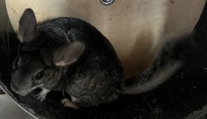 Frack Chinchilla Small & Furry