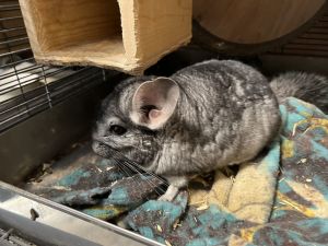 WubWub Chinchilla Small & Furry