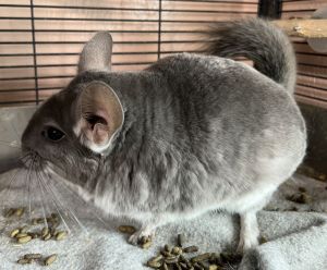 Senora Chinchilla Small & Furry