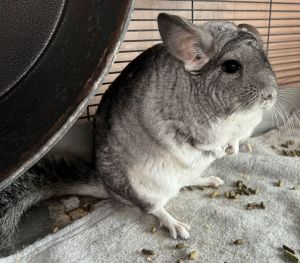 Ms Mischief Chinchilla Small & Furry