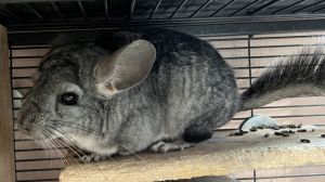 Taylor Chinchilla Small & Furry