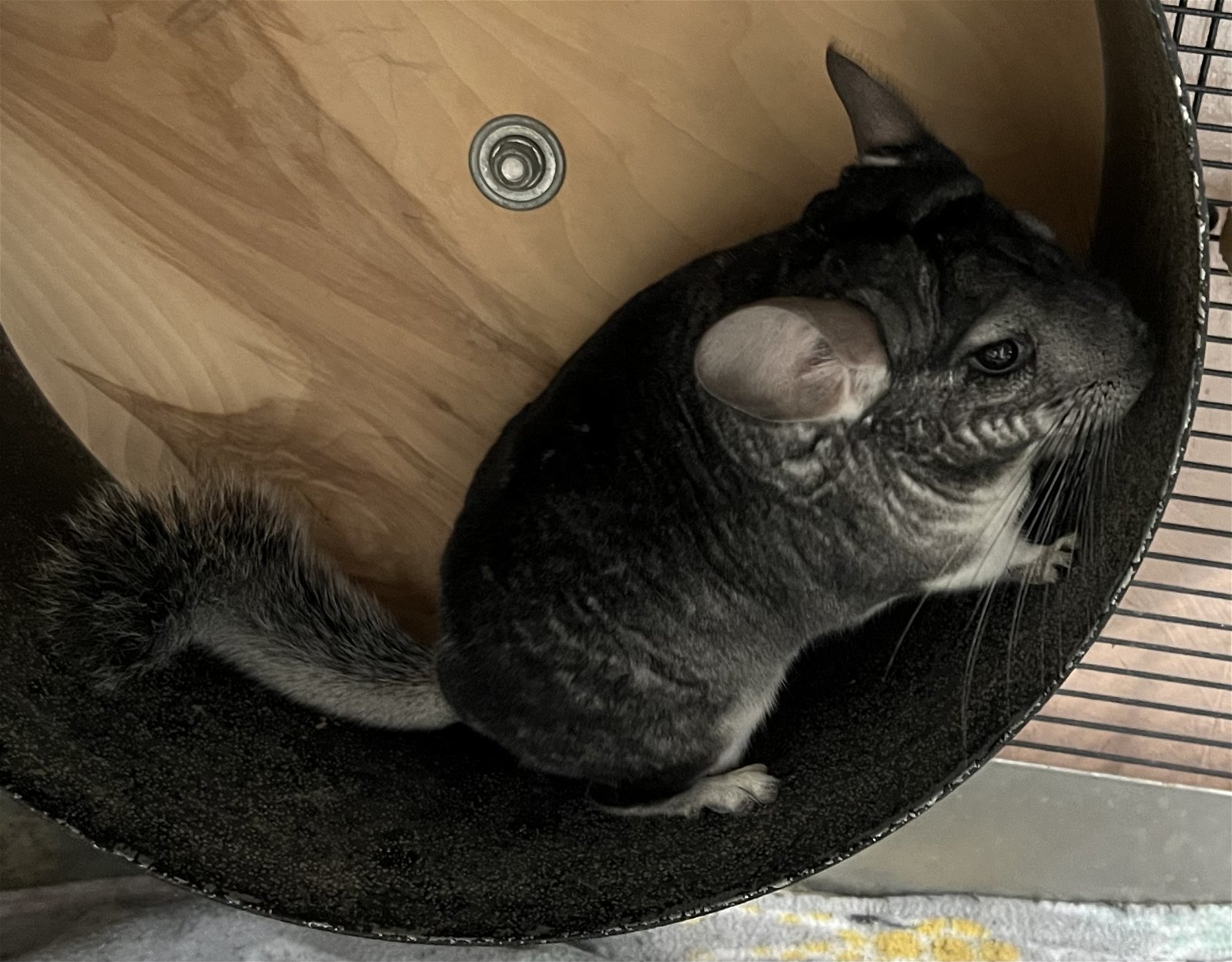 Chinchilla for adoption - Chianti, a Chinchilla in Sunnyvale, CA ...