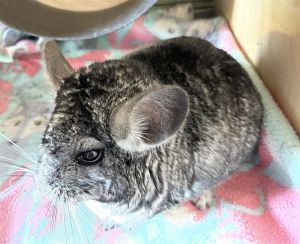 chinchilla for sale craigslist