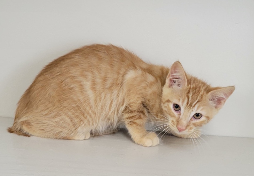 Gerbil, an adoptable Domestic Short Hair in Livingston, TX, 77351 | Photo Image 1