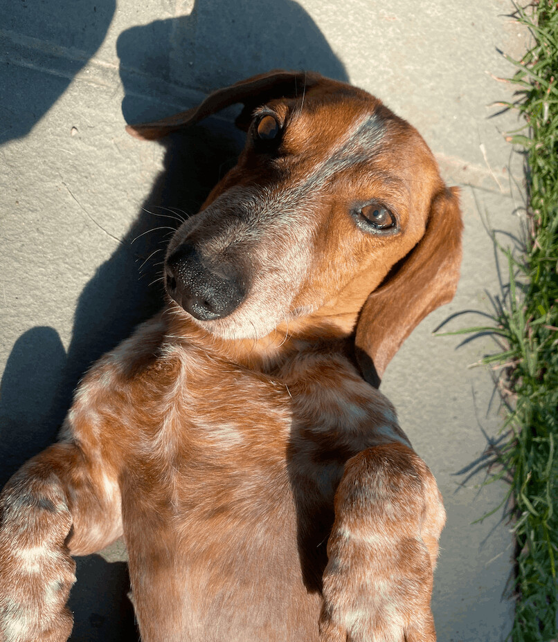 Archie - sweet and innocent doxie