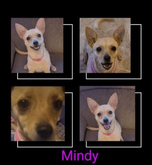 Mindy