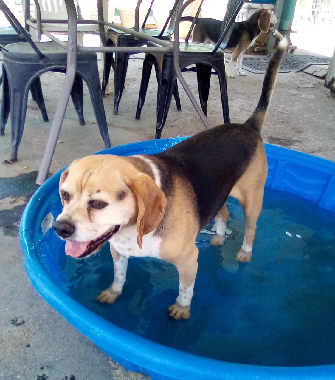 Louie-He's got a sponsor!, an adoptable Beagle, Pug in Apple Valley, CA, 92307 | Photo Image 1