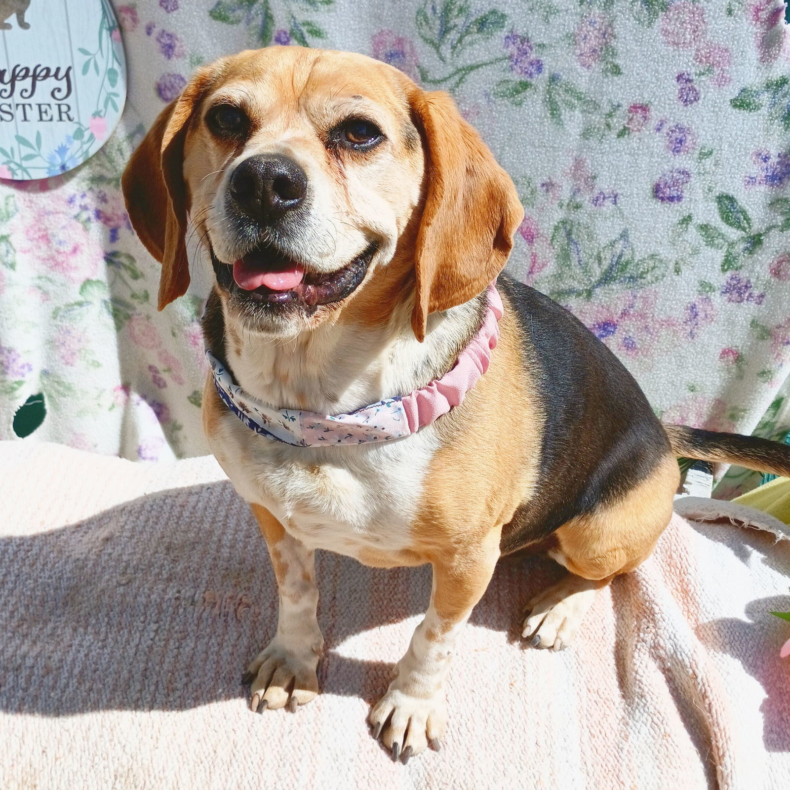 Louie-He's got a sponsor!, an adoptable Beagle, Pug in Apple Valley, CA, 92307 | Photo Image 2