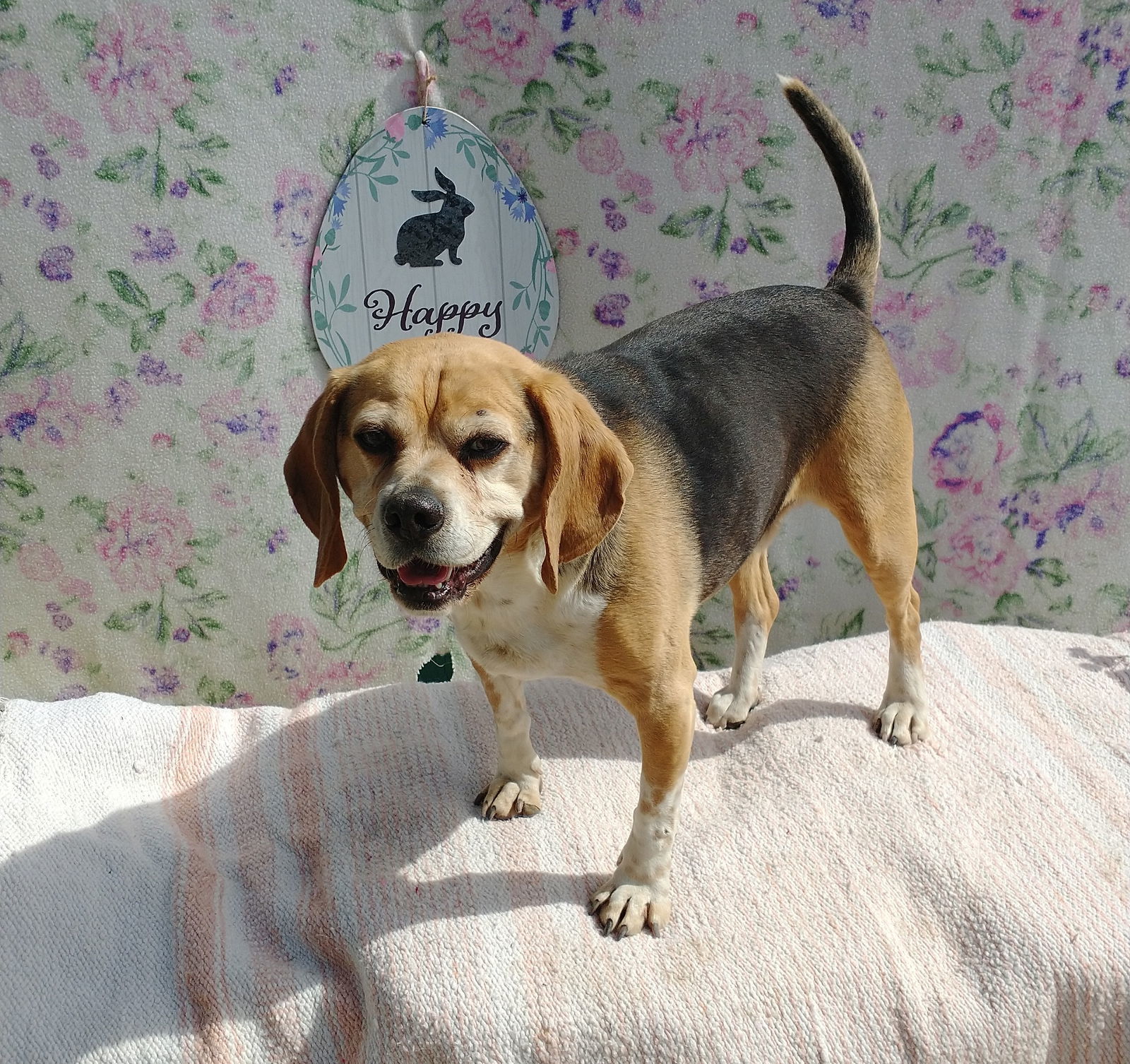 Louie-He's got a sponsor!, an adoptable Beagle, Pug in Apple Valley, CA, 92307 | Photo Image 3