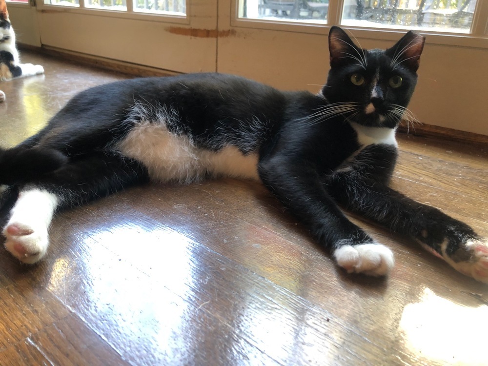 LARRY (DOB ~DECEMBER 2021), an adoptable Domestic Short Hair in Burlington, NC, 27215 | Photo Image 1