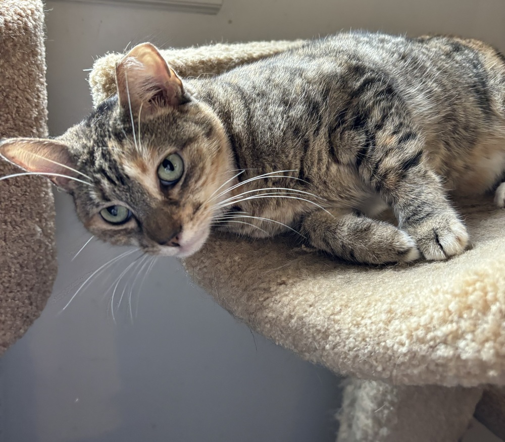 MINNIE TABBY (DOB ~12/2021), an adoptable Domestic Short Hair in Burlington, NC, 27215 | Photo Image 1