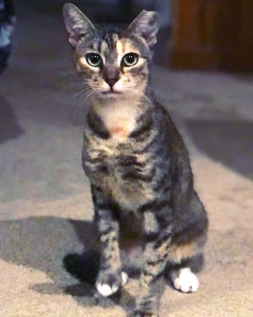 MINNIE TABBY (DOB ~12/2021), an adoptable Domestic Short Hair in Burlington, NC, 27215 | Photo Image 3