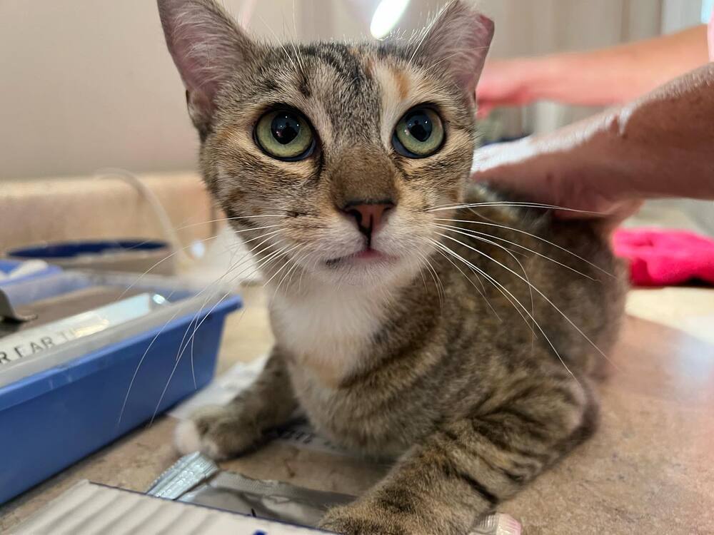 MINNIE TABBY (DOB ~12/2021), an adoptable Domestic Short Hair in Burlington, NC, 27215 | Photo Image 4