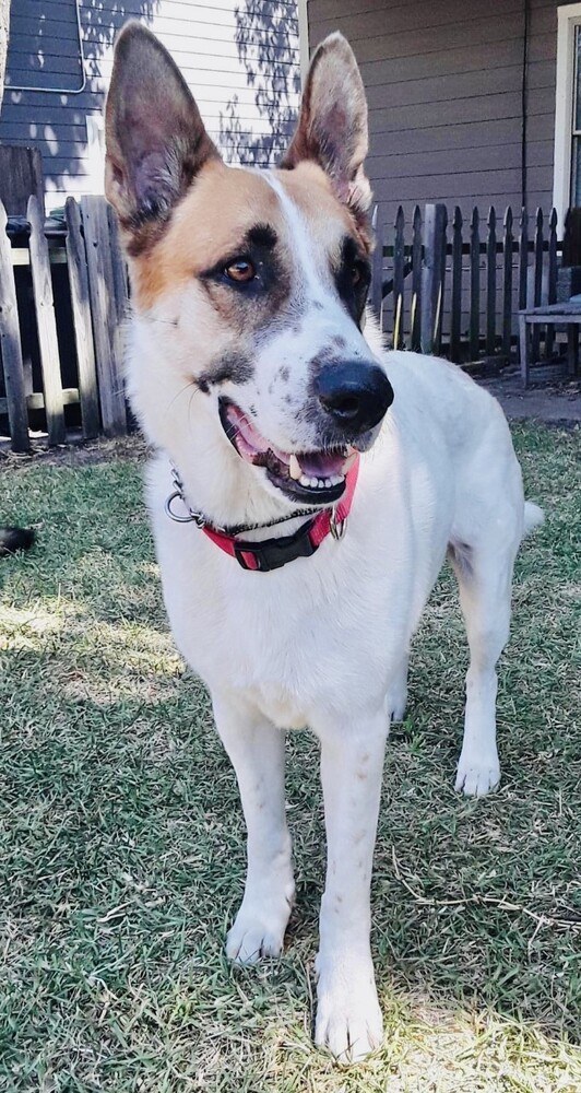Dog for adoption - Yukon, a German Shepherd Dog in Waxahachie, TX |  Petfinder