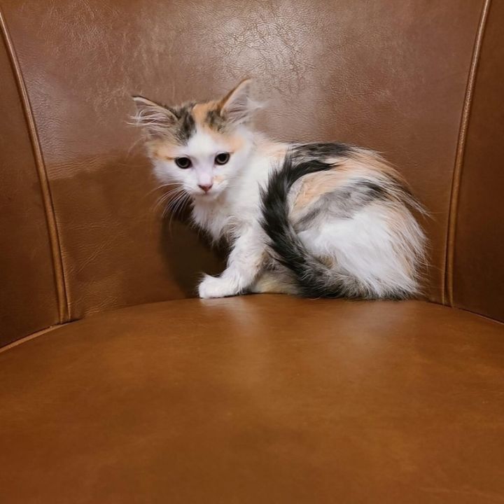 Avocet , an adopted Domestic Long Hair & Calico Mix in Kentwood, MI_image-4