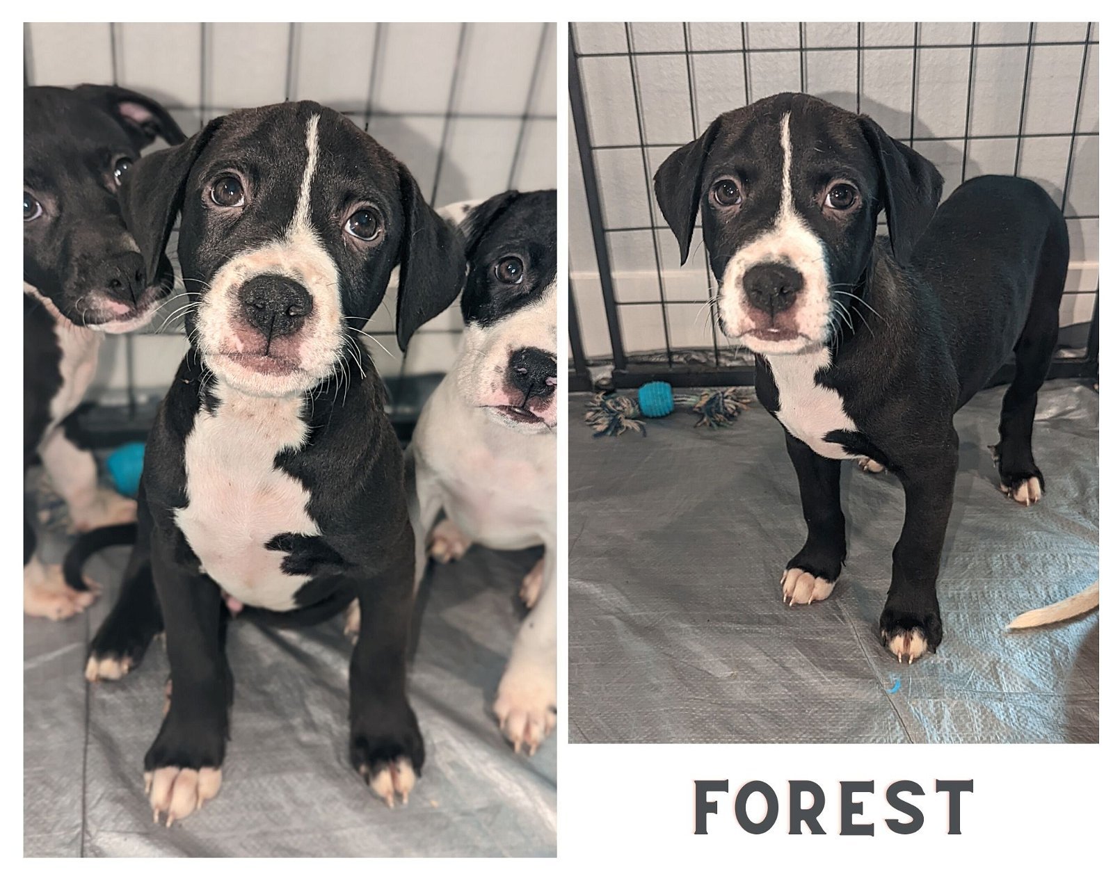 Forest - Available!