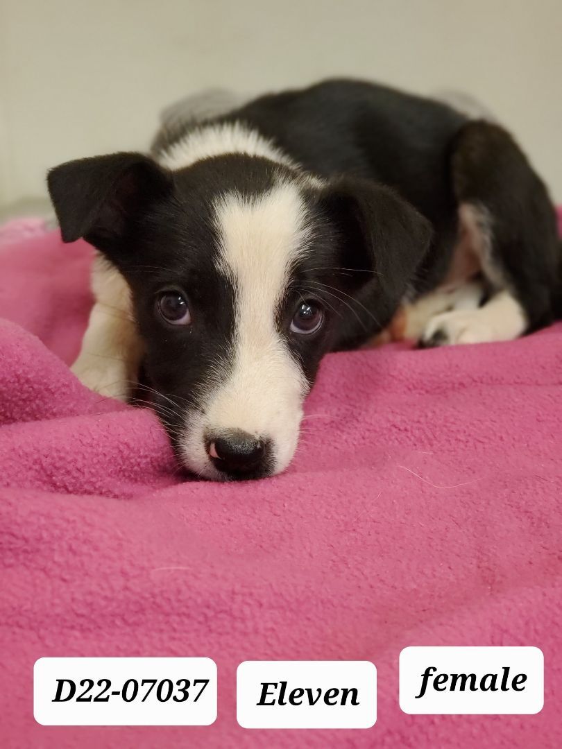 BORDER COLLIE MIX LITTER FEMALES