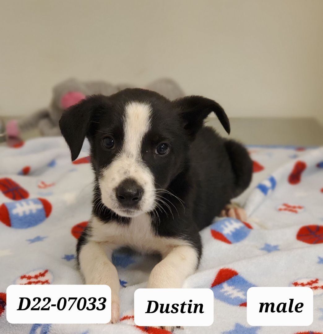 BORDER COLLIE MIX MALE PUPPIES