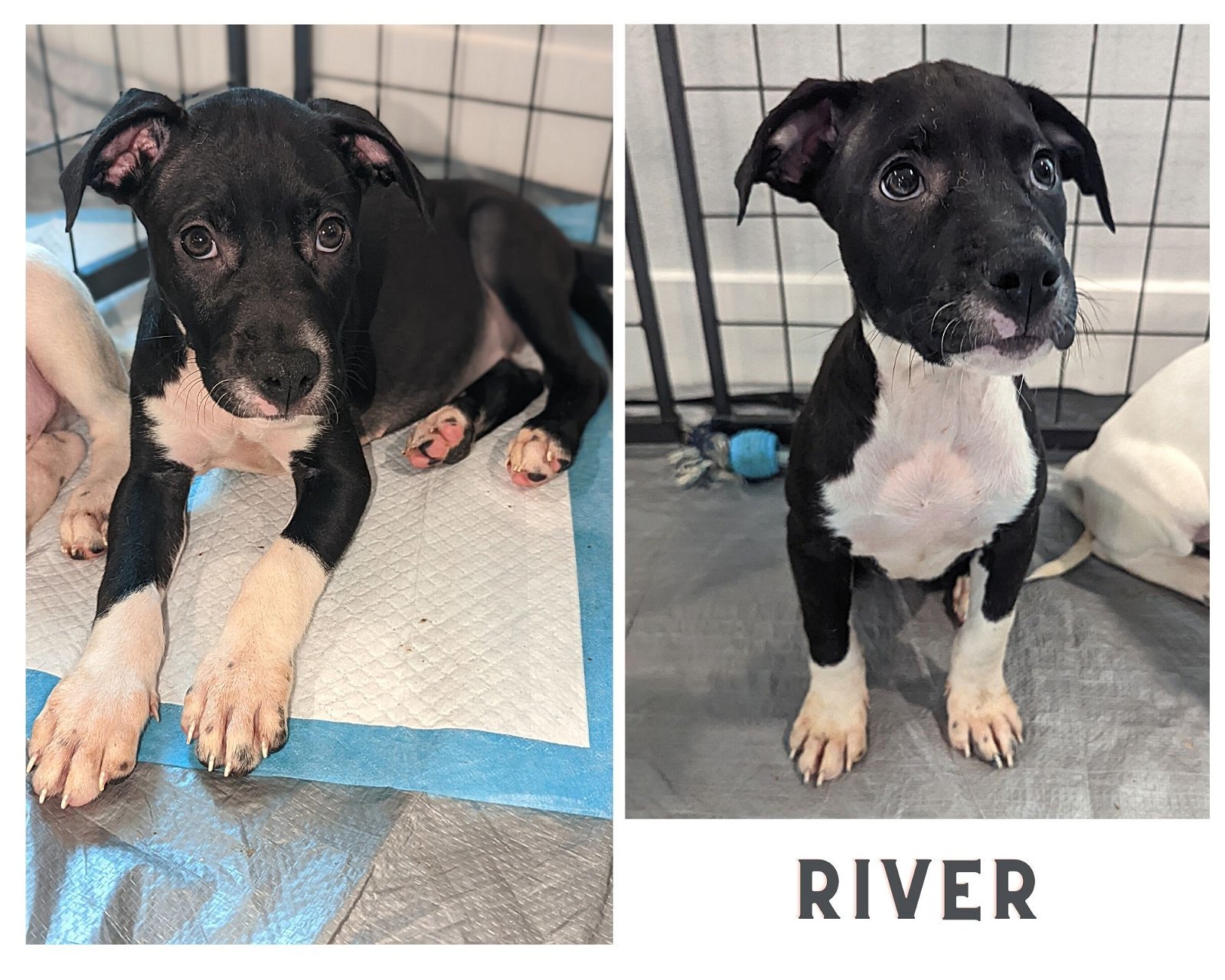 River - Available!