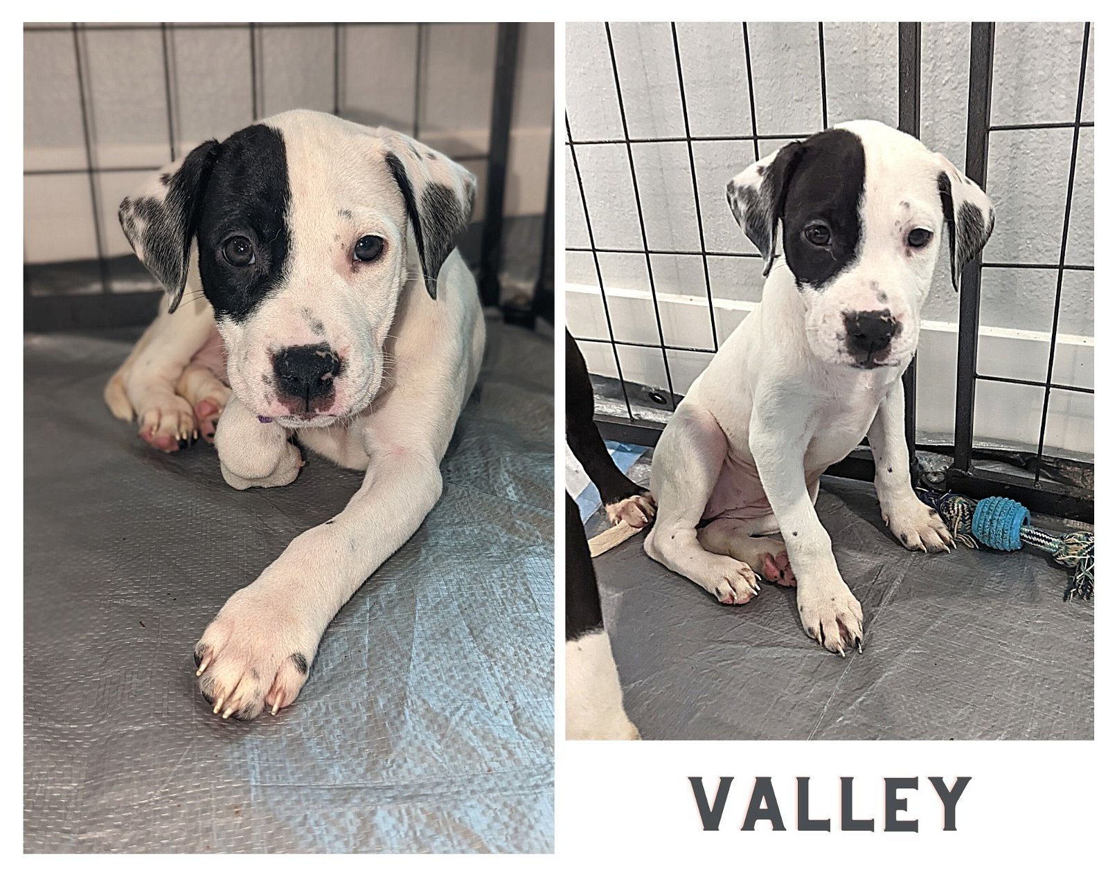 Valley - Available!