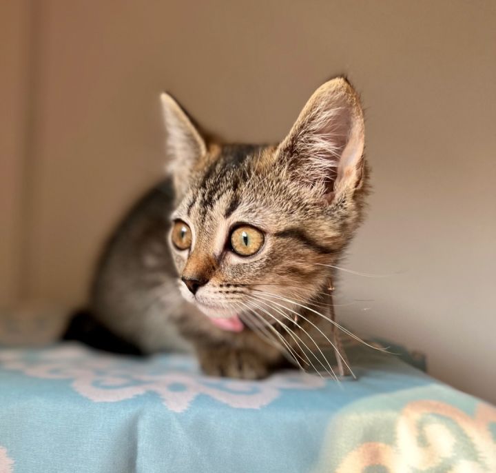 Hallie , an adopted Domestic Short Hair & Tabby Mix in Florence, KY_image-5