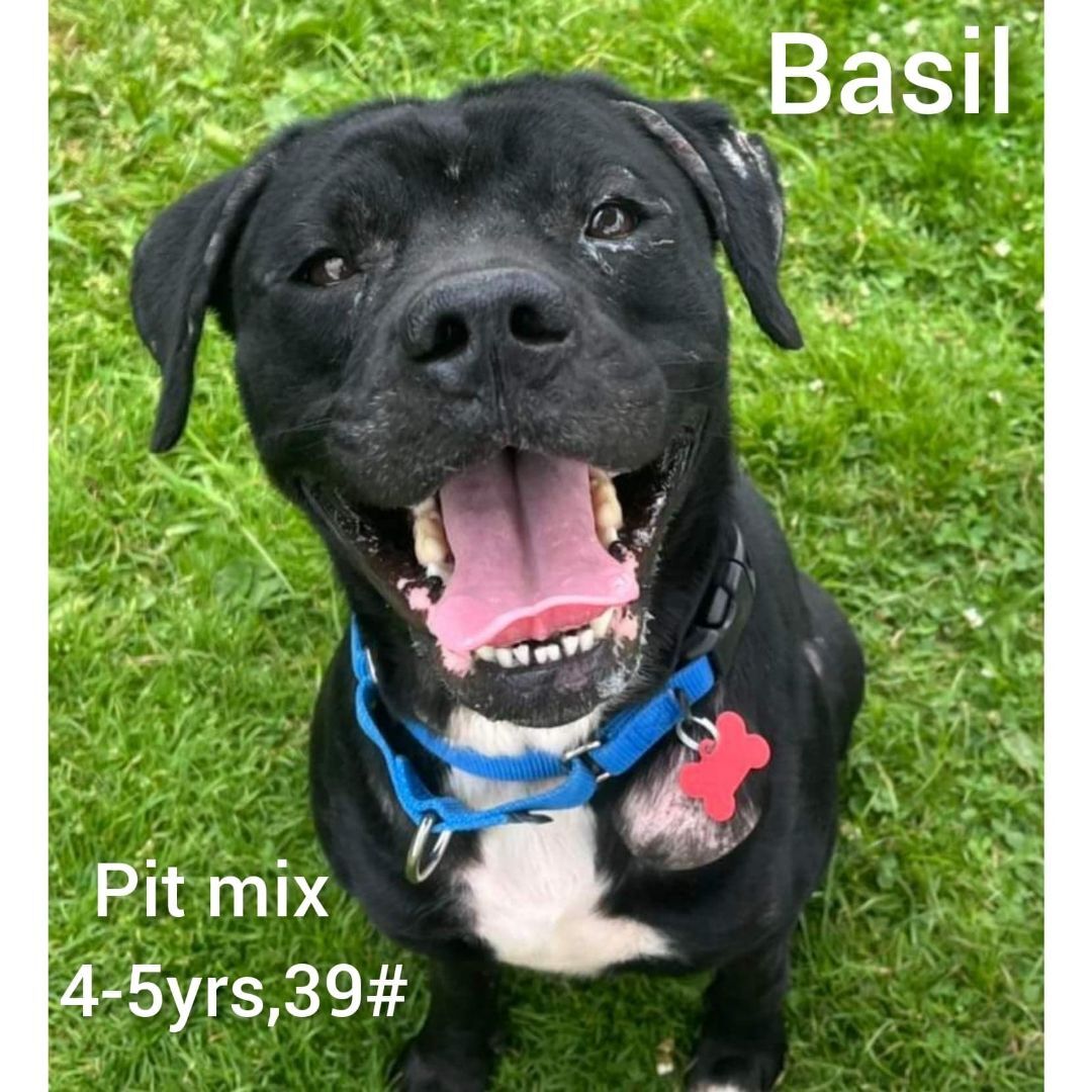 Basil